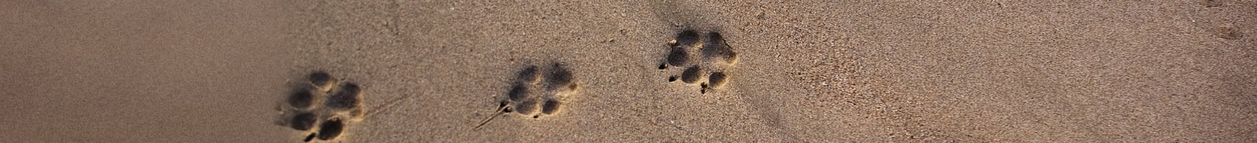 Pets_Main_Image_2540x290