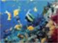 Dive the red sea